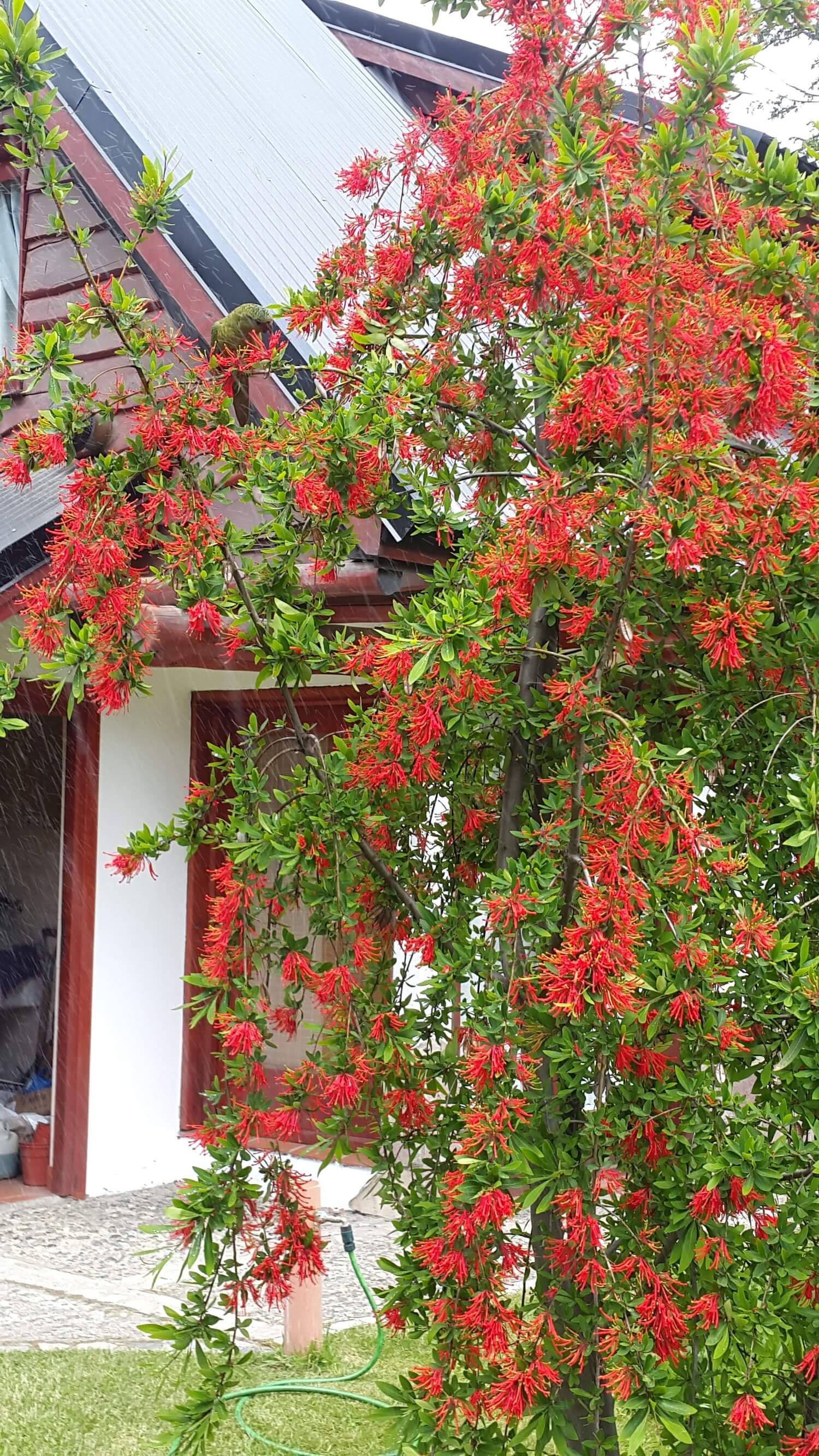 Arbol en las Cabañas Denise