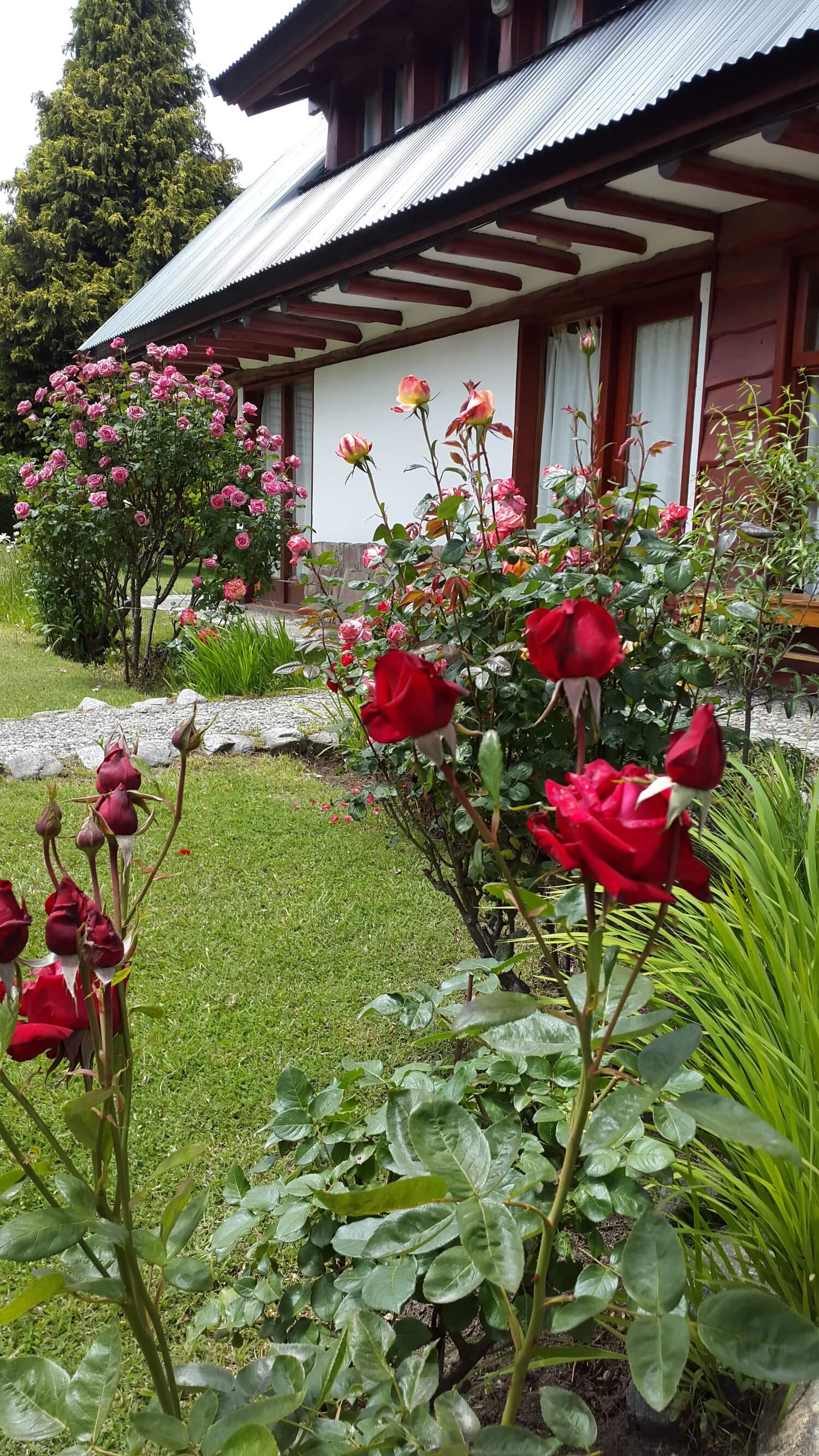 Rosas en el parque de Cabañas Denise